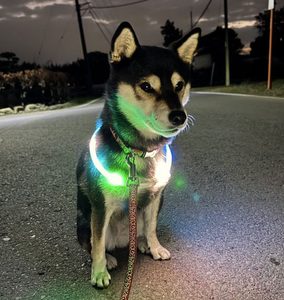 光る首輪をつけた柴犬