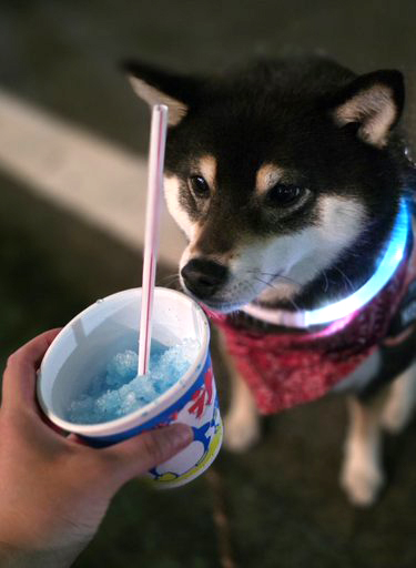 柴犬