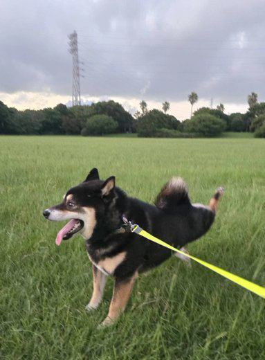 キックする柴犬
