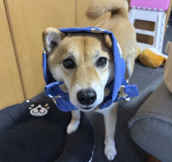 柴犬