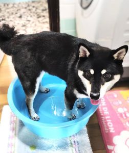 柴犬
