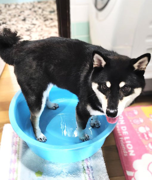 洗面器に入る犬