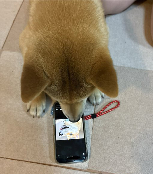柴犬
