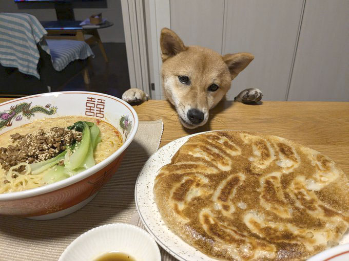 柴犬
