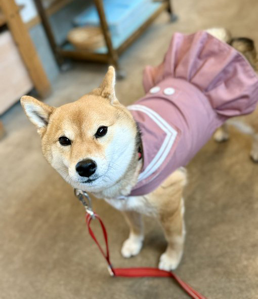 柴犬