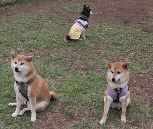 柴犬