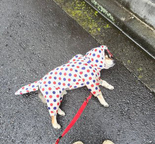 柴犬