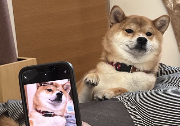 柴犬