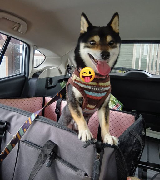 柴犬