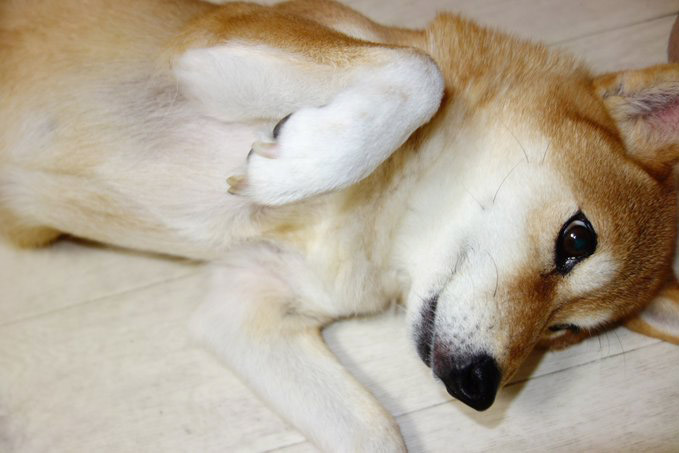 柴犬