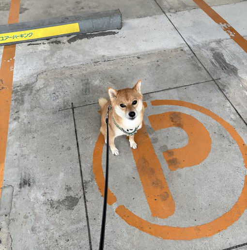 柴犬