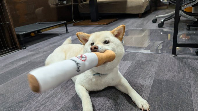 柴犬