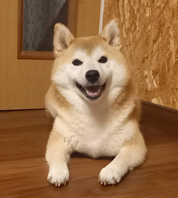 笑顔の柴犬