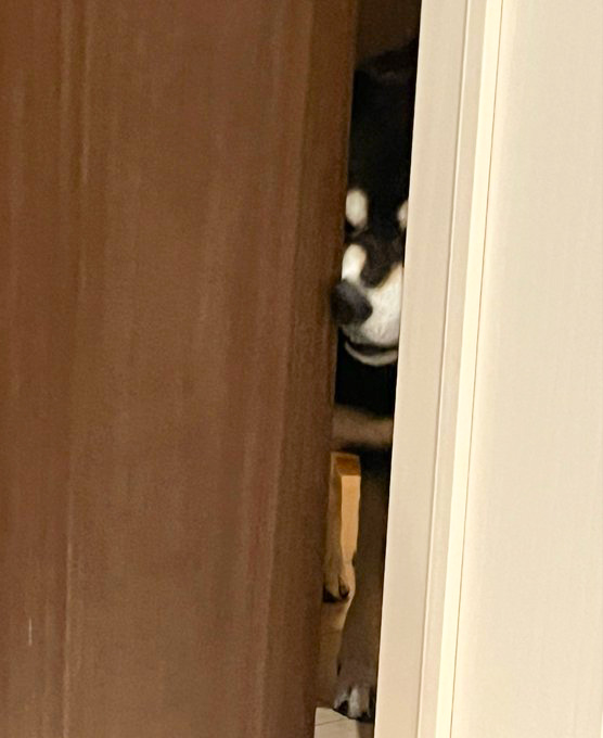 柴犬