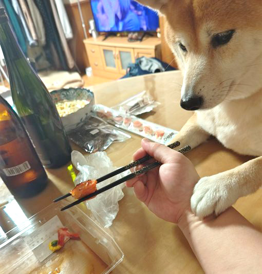 柴犬