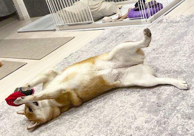 ヘソ天の柴犬