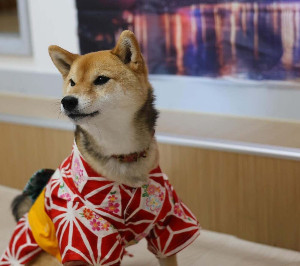 浴衣を着た柴犬