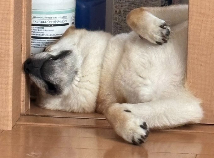 柴犬