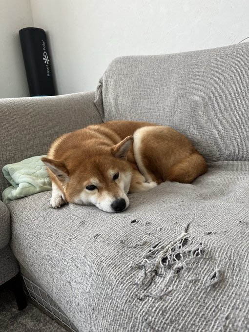 柴犬