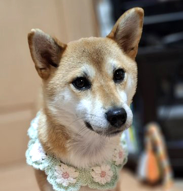 柴犬