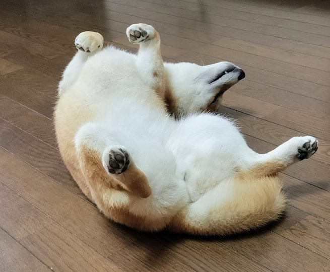 へそ天の柴犬