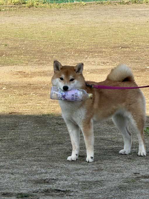 ペットボトルをくわえた柴犬