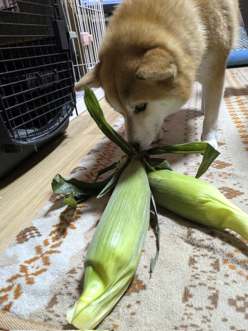 柴犬