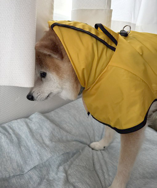 柴犬