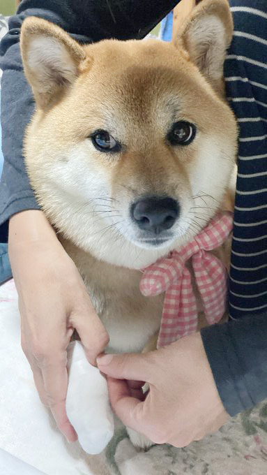 柴犬