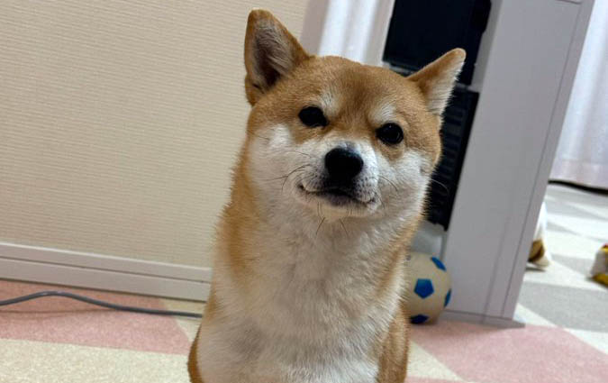 柴犬