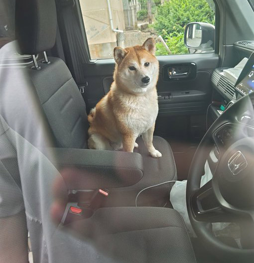 柴犬