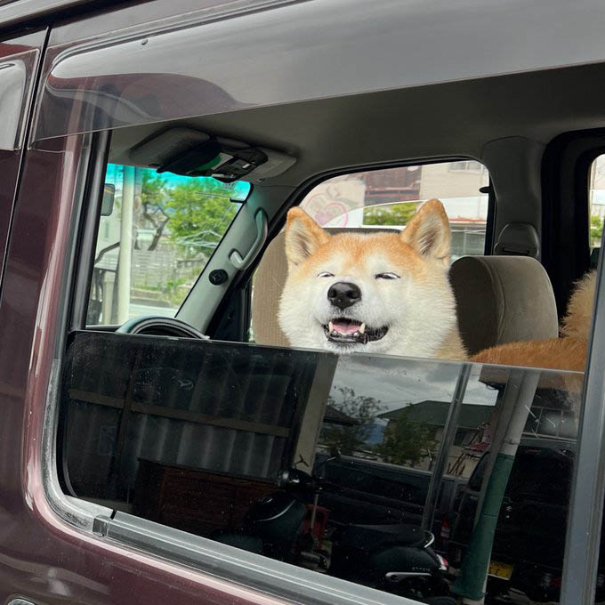 車の窓から外を見る柴犬