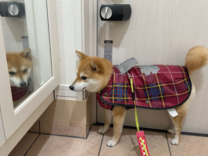 柴犬