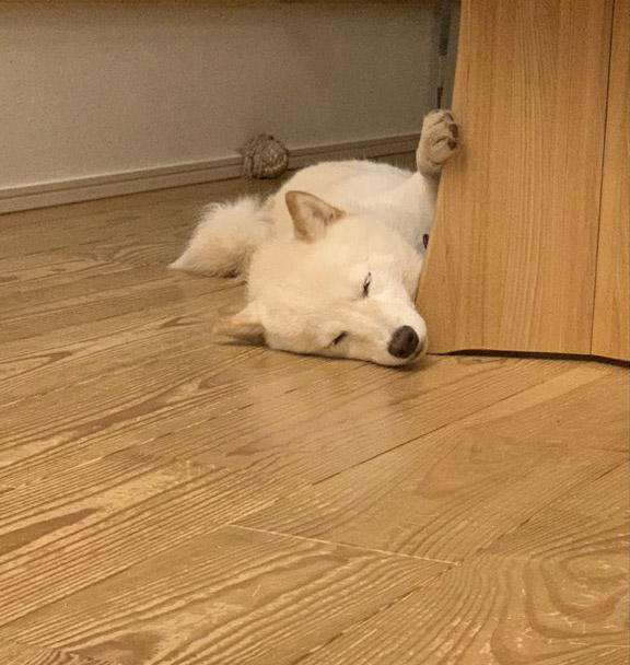柴犬