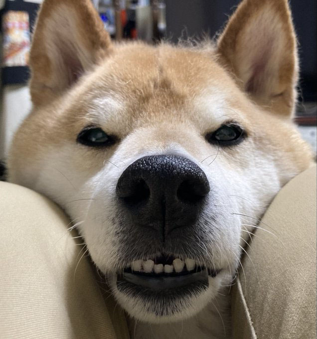 柴犬