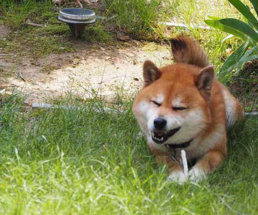 柴犬