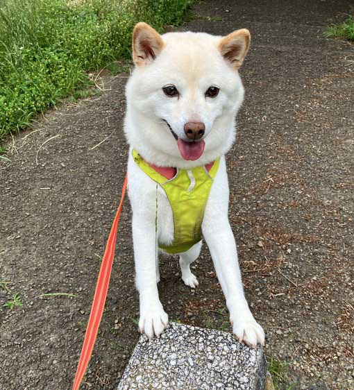 柴犬