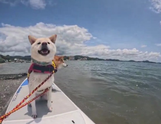 海の柴犬