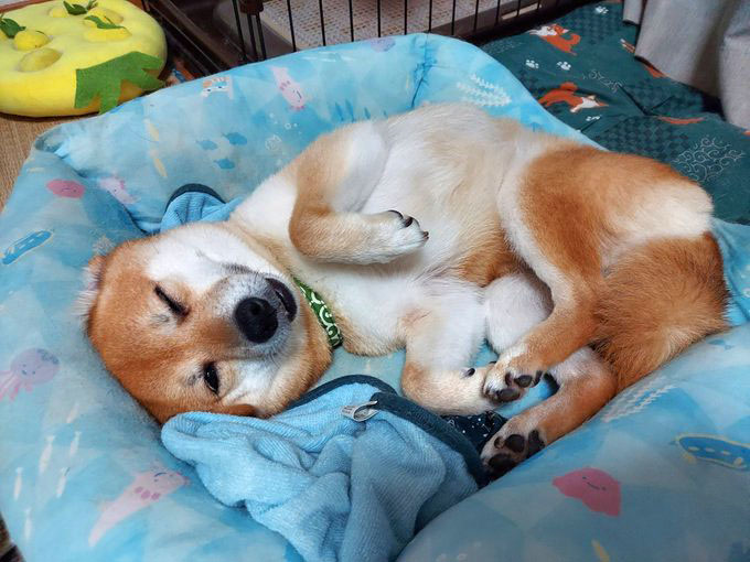 柴犬