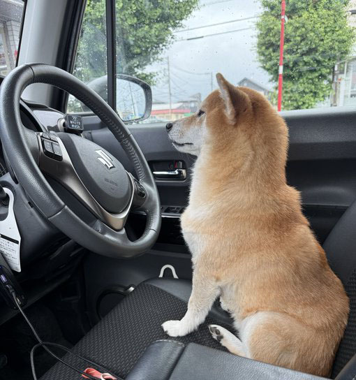 柴犬