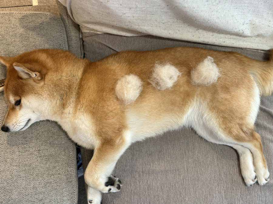 柴犬