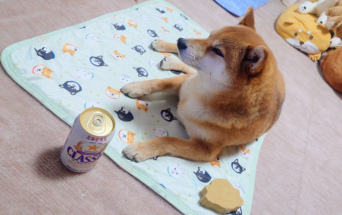 柴犬とビール