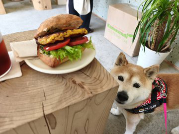 柴犬とサンドイッチ