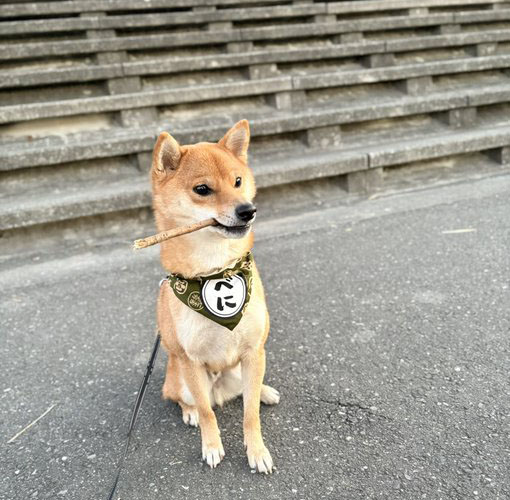 柴犬