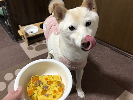 ペロンする柴犬