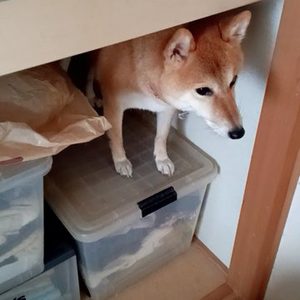 押し入れに入った柴犬