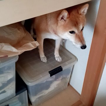 押し入れに入った柴犬