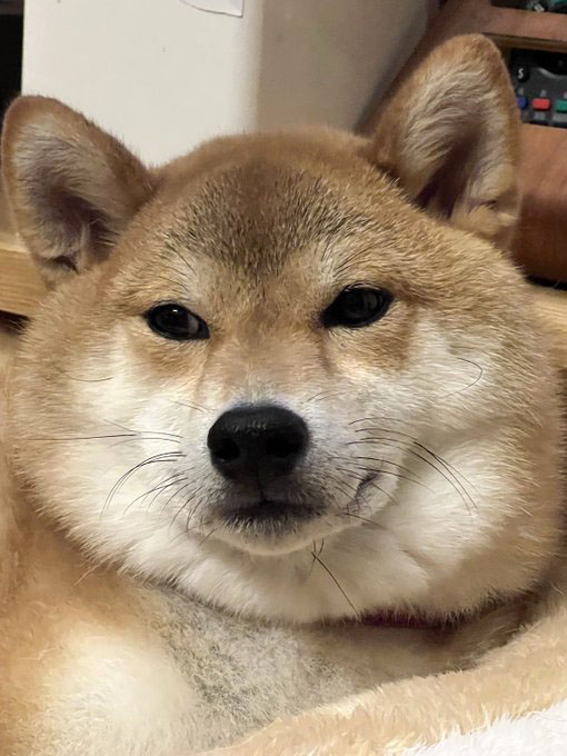 柴犬