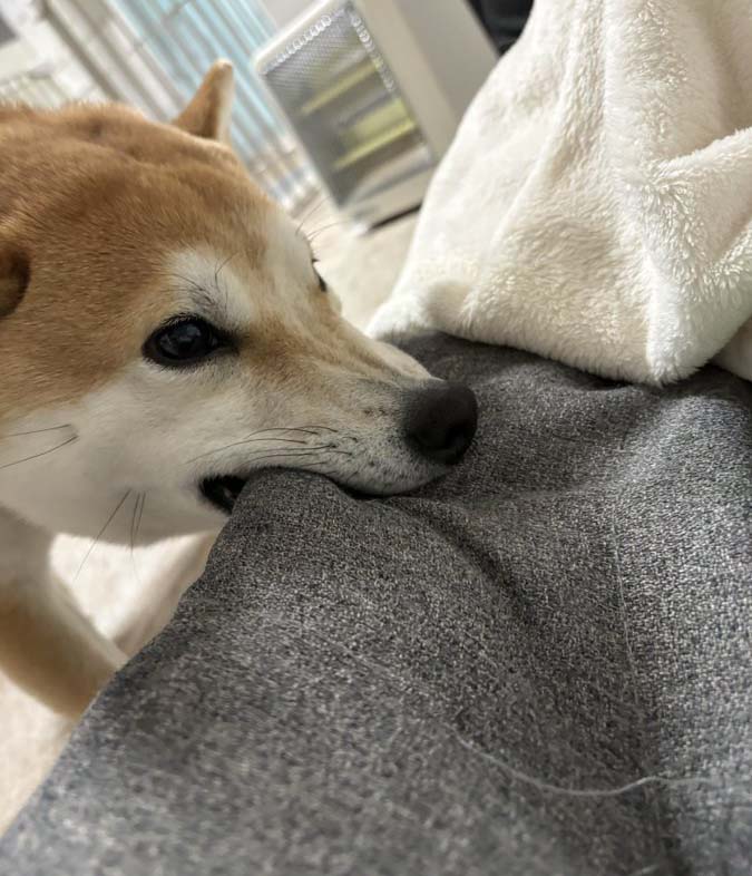 柴犬