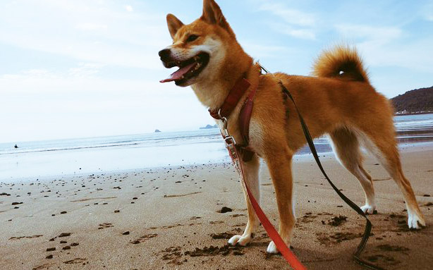 砂浜の柴犬